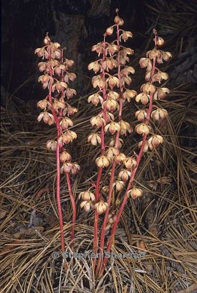 pyrola aphylla 1 graphic